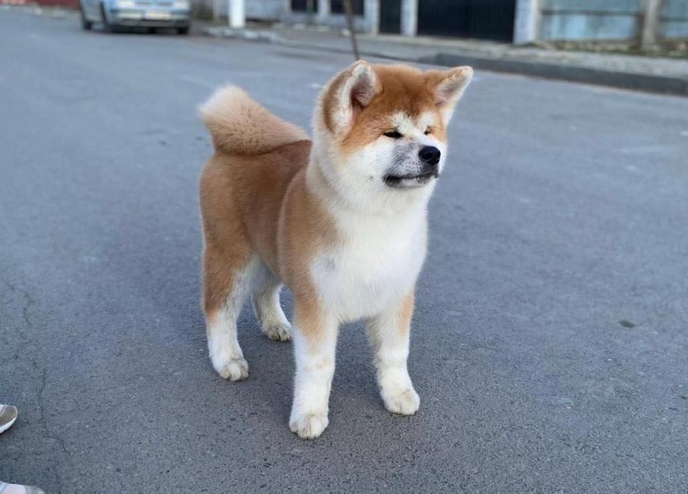 Cățeluș Akita Inu - Linii japoneze de Top