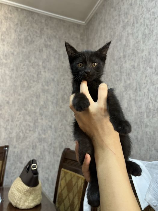 Отдам в добрые руки котёнка