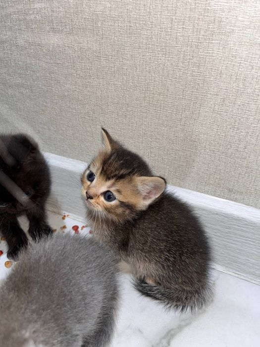 Продаются котята британской шиншиллы