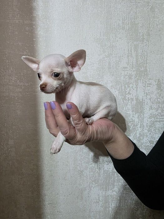 Мини-чихуахуа девочка
