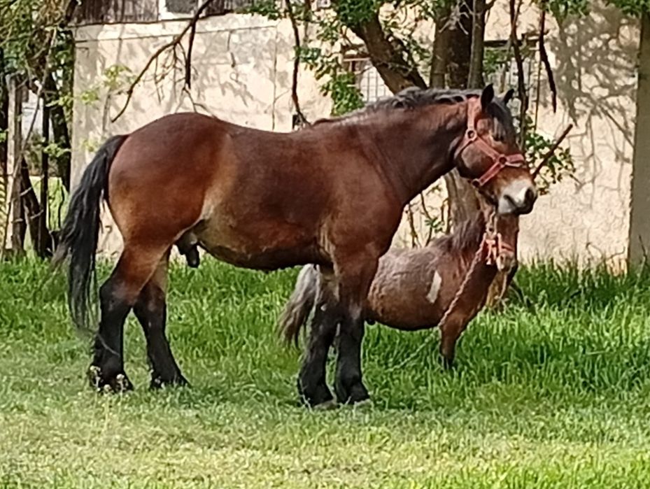 Cal de 3 ani de vânzare