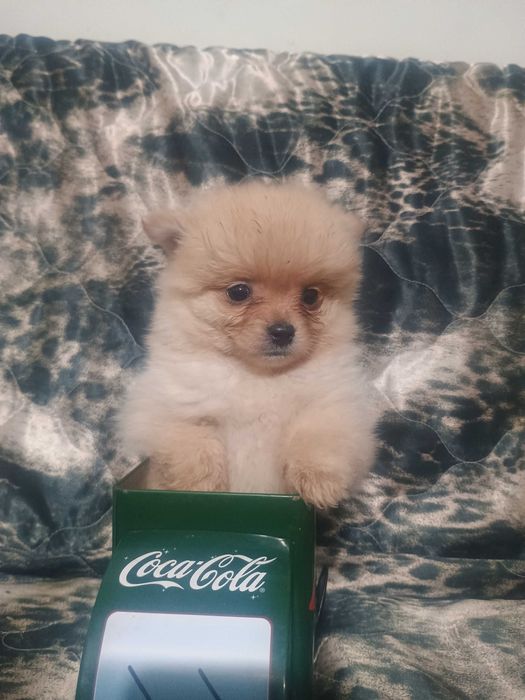 Свободно момче померанче