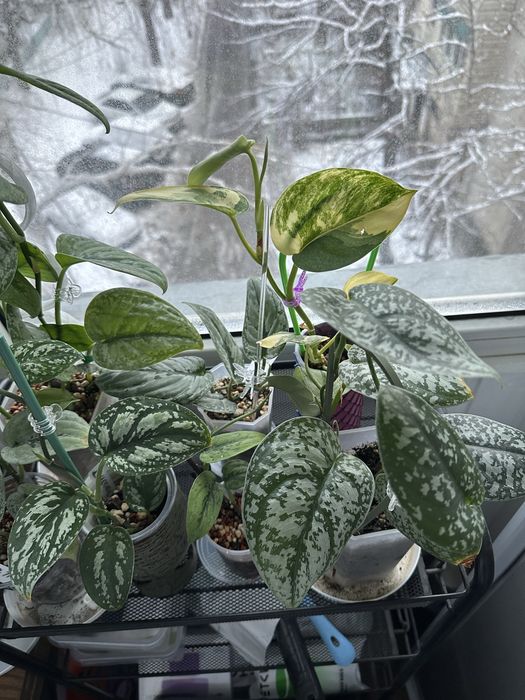 Сортовые сциндапсусы