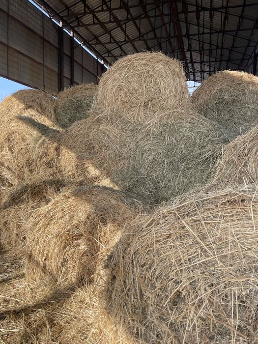 Срочно продам СЕНА