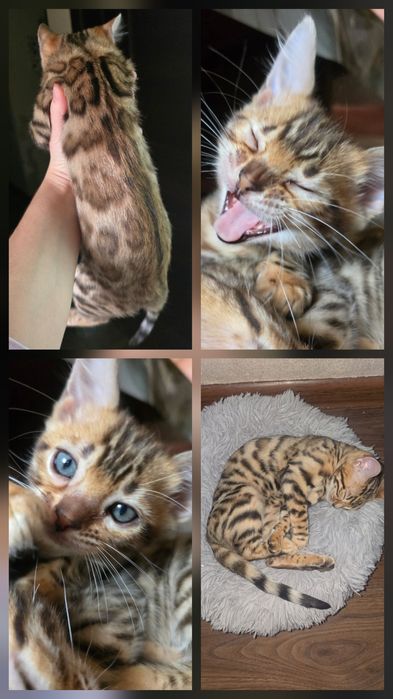 Чистокровный бенгаль