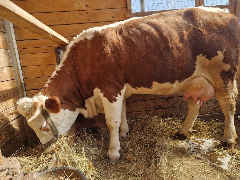 Vand vaca Baltata Romaneasca