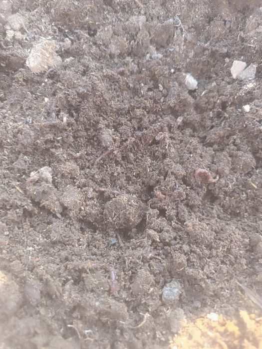 Биогумус,  тыңайтқыш