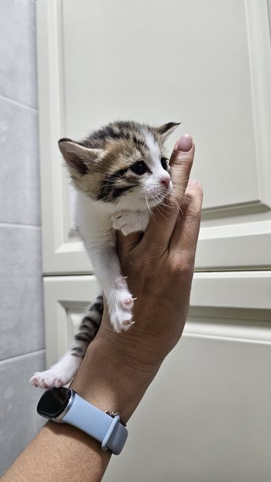 Милые котята, месяц