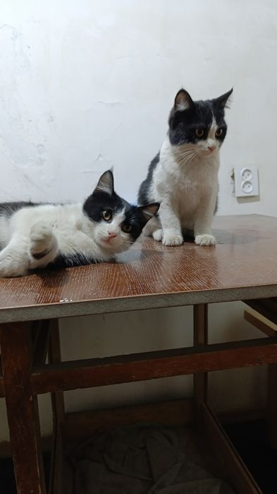 Отдам бесплатно котят