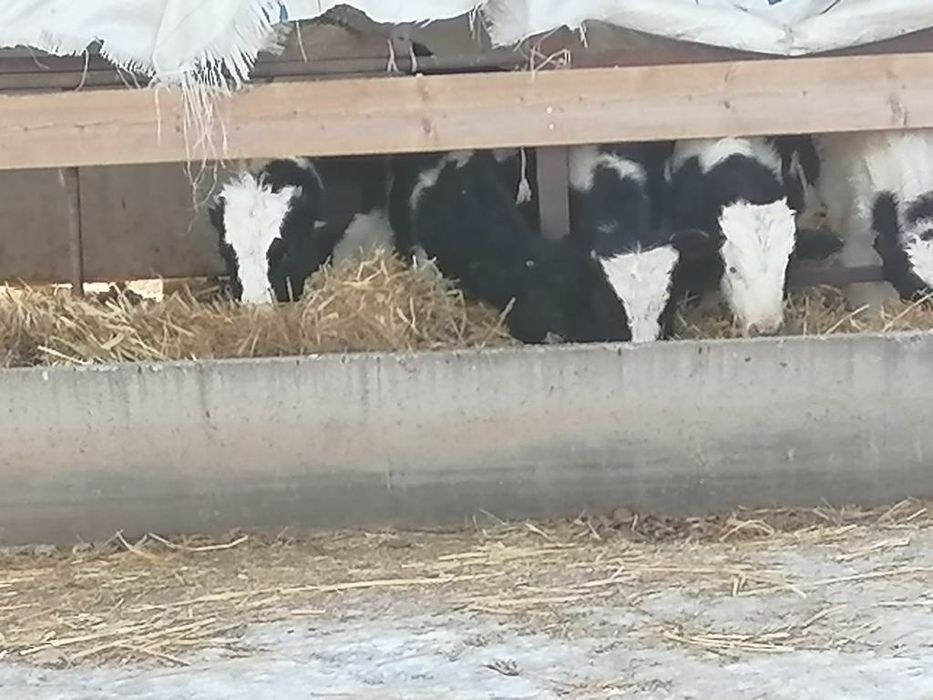 СРОЧНО! Молочно-товарноя ферма