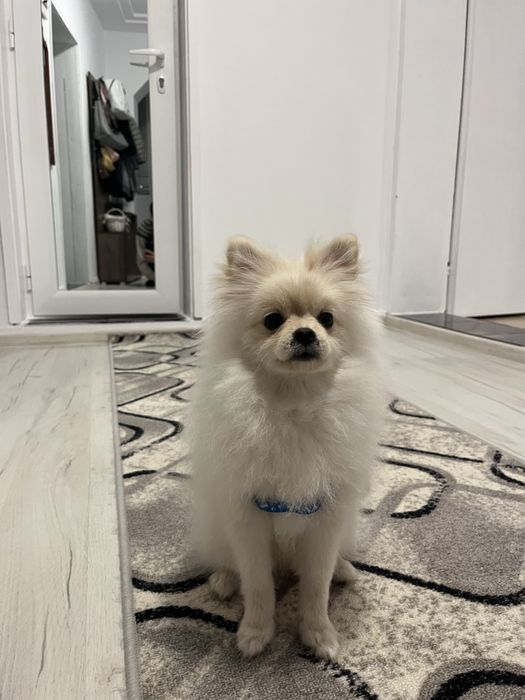 Продавасе куче померан