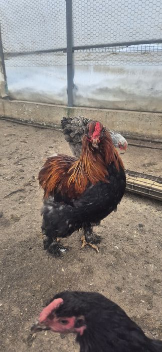 3 Cocoși de vanzare