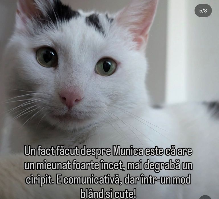 MuNa o miiiinunata pisica pentru adopție