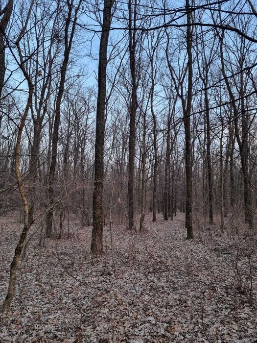 Teren cu padure Noroieni