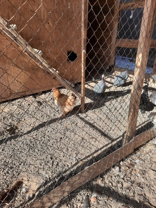 Тауықтар сатылады бағасы 2000тг