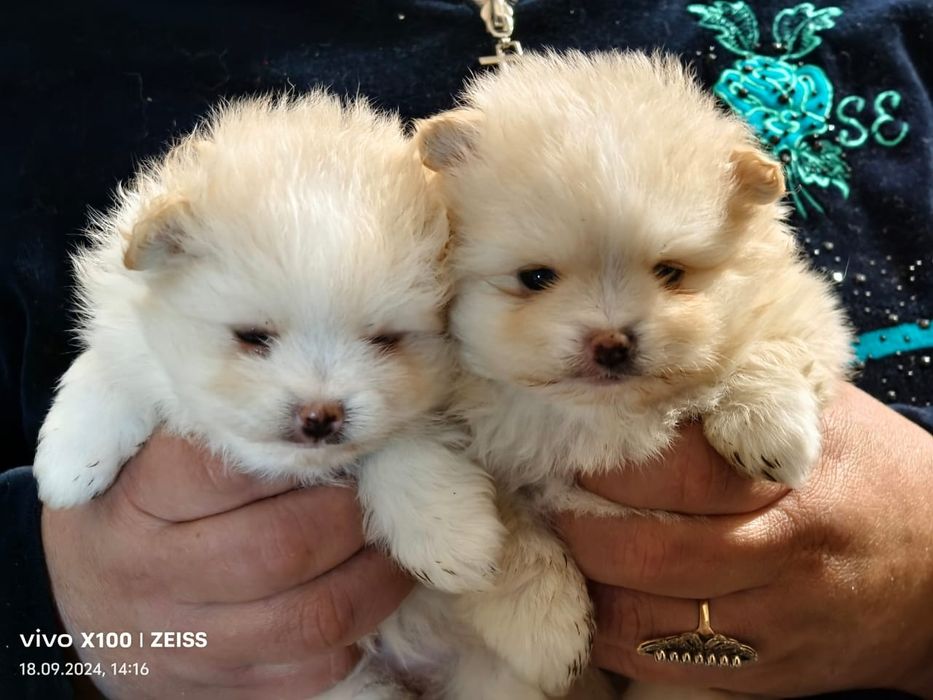 Очаровательные щенки шпица.