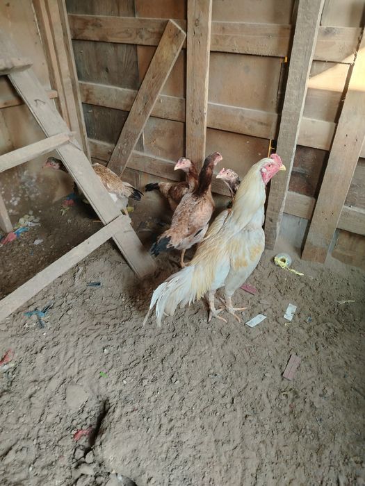 Даканы семья хороший кровей