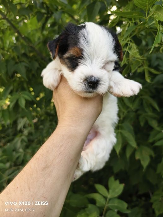 Продам щенков  бивера.