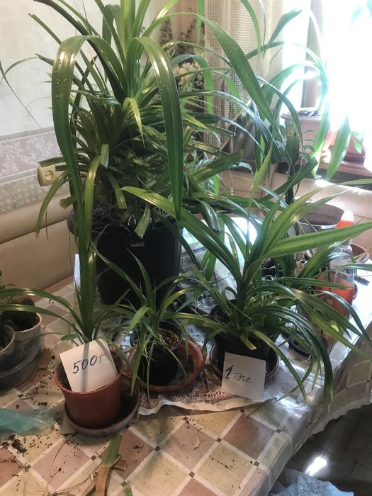 Цветы домашние разные в горшочкпх