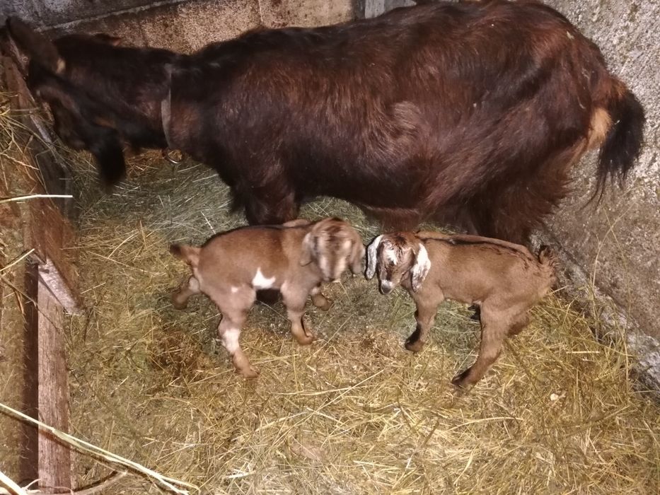 Vând țap Sannen de 1,6ani și o capra alpin franceză.