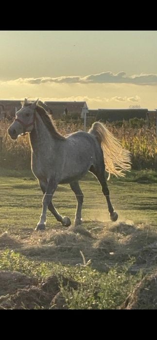 Iapa Lipitan cu Pedigree de la Herghelie