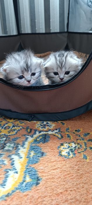 Котята шотландцы