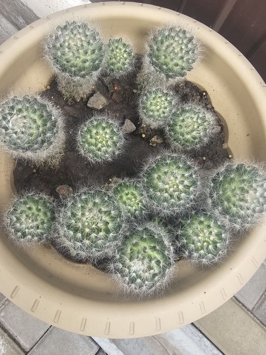 Продам кактус по 1000тг