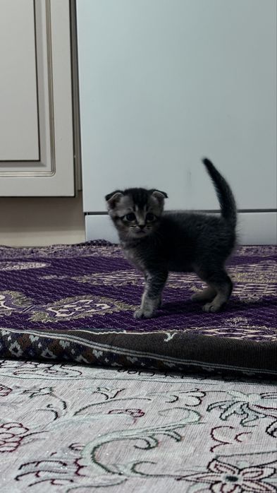 Котенок вислоухи