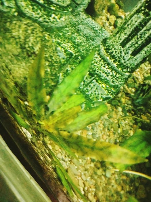 Продам растения аквариумные крептокарина