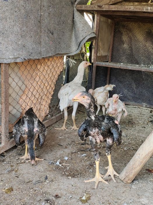 Бойцовый дакан 3.5 айлық шожелер сатылады