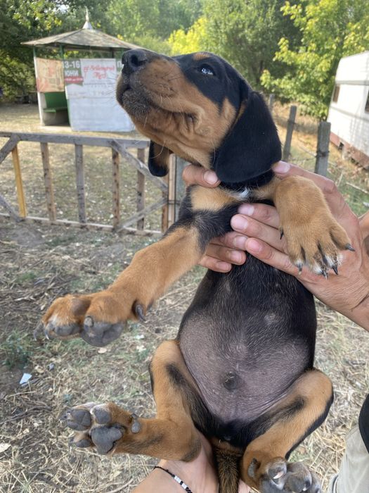 Ловни кученца