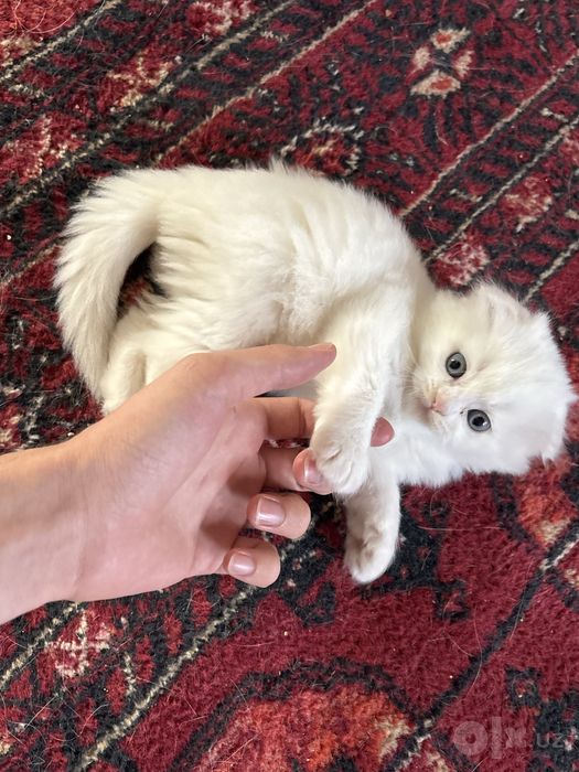 продаю породистых котят