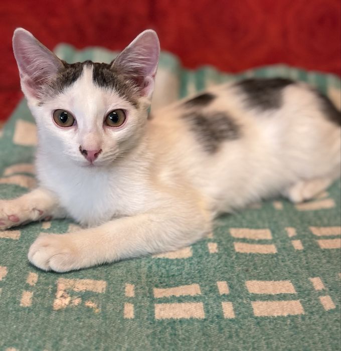 Котенок ищет дом