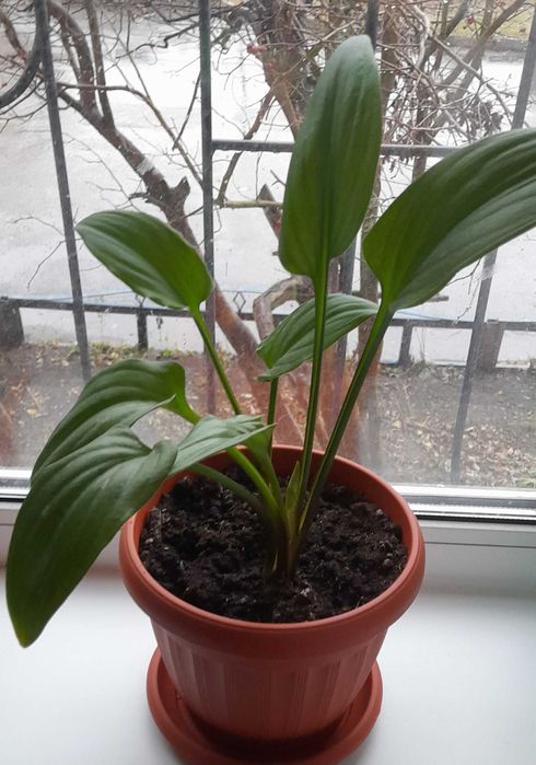 Продам комнатные цветы