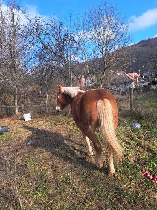 Vând Manză de 1 an și 6 luni