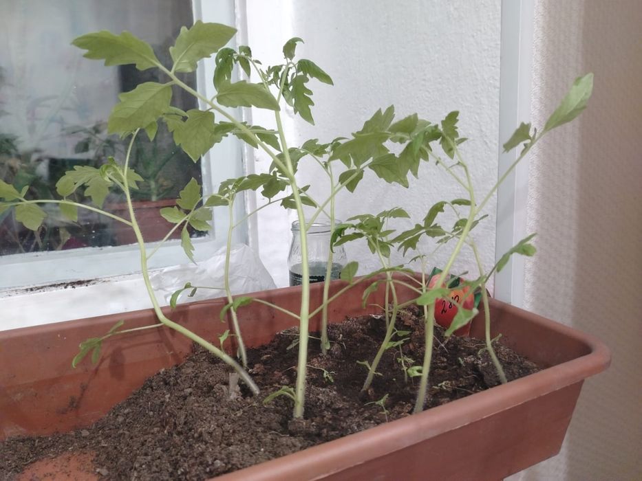 Продам рассаду. Помидоры, перец