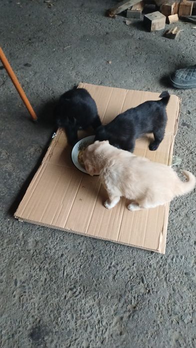 Продам щенков дворняжки