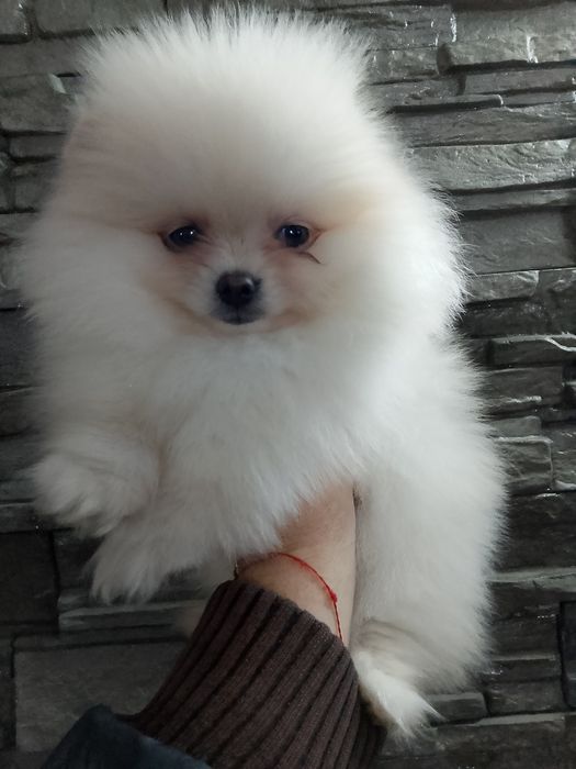 Померан померани