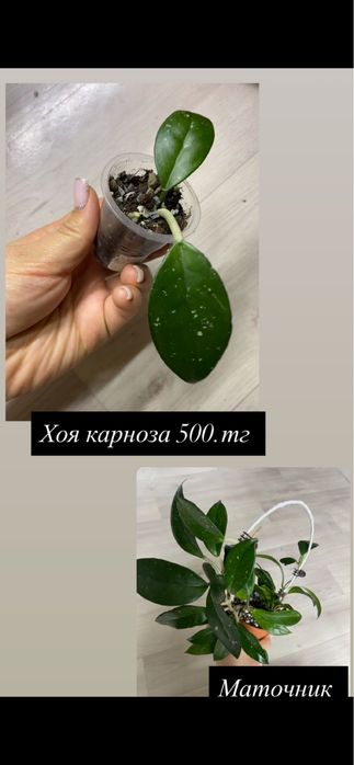 Комнатные растения