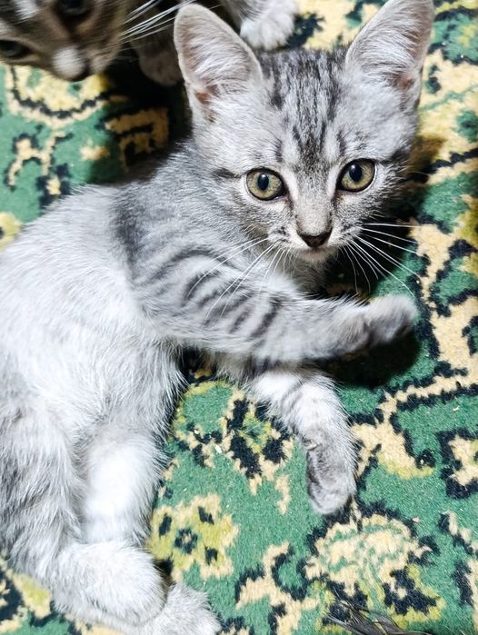Отдам в добрые руки котят