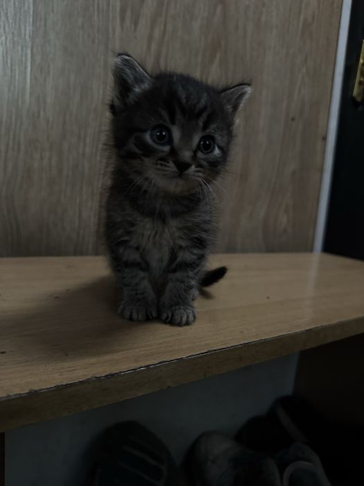 Милейшие котята