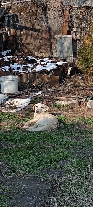 Пропала собака белая