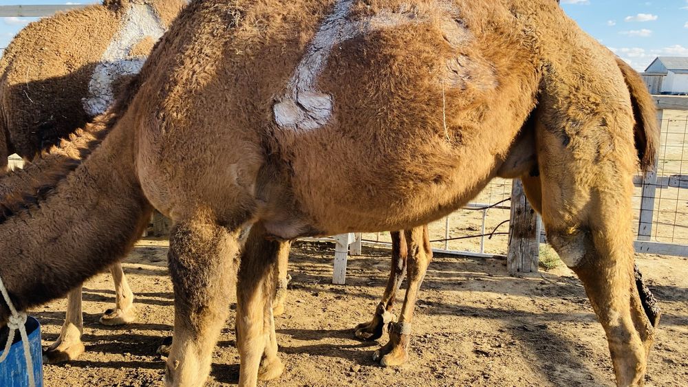 Түйелер сатылады