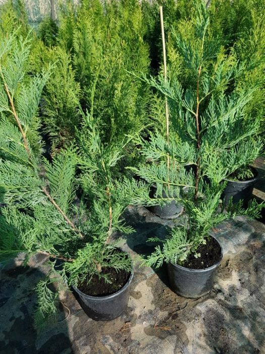 Leylandii / Tuia Smaragd / Laur Englezesc Novita / Photinia Red Robin
