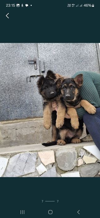 Немецкий щенки овчарки