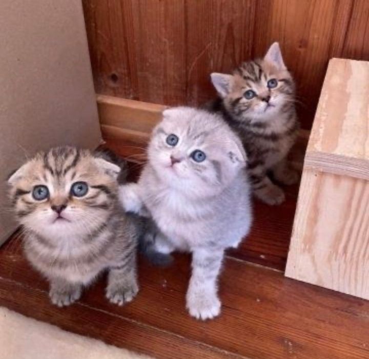 Продаются шотландские котятки