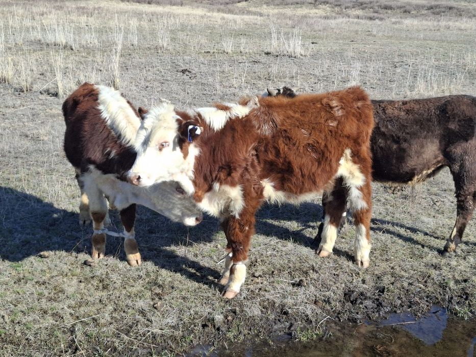1,5жасар ақбас, әуилекөл бұқалар сатылады