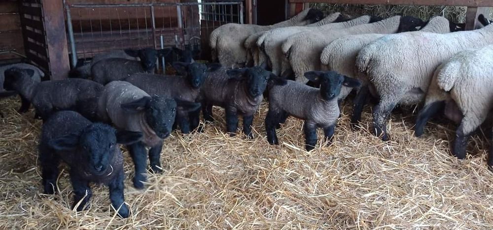 Oi suffolk cu pedigree oferta !