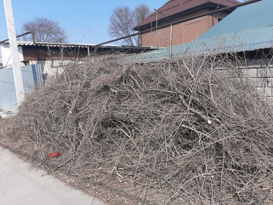 Отдам бесплатно деревья