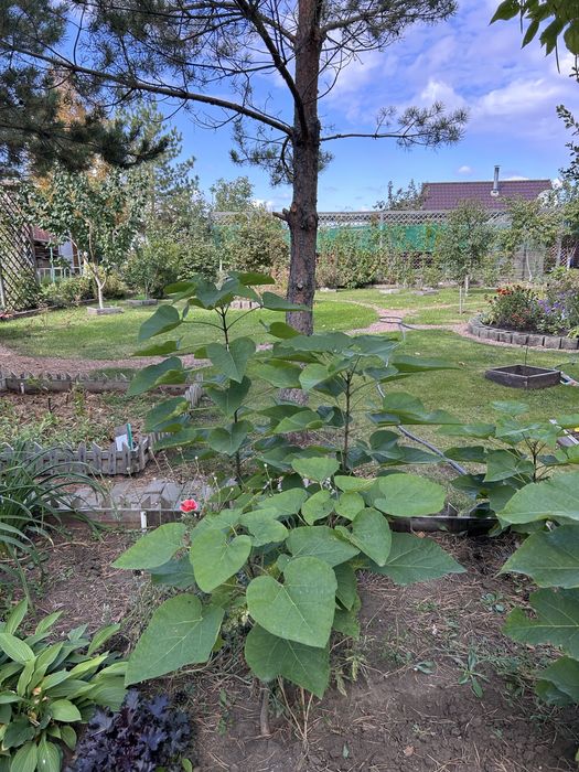 Продам саженцы дерева Катальпа